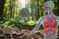 Key Discussion: ‘Serang Virus’, Hantavirus Lokal di RI, Perlukah Kita Waspada?