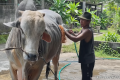 VIDEO: ‘Mbahiran’ – Sapi Hewan Kurban Presiden Prabowo