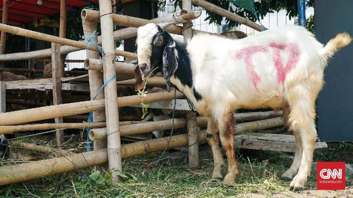 Aturan Pembagian Daging Kurban: Siapa Saja yang Berhak Menerimanya?