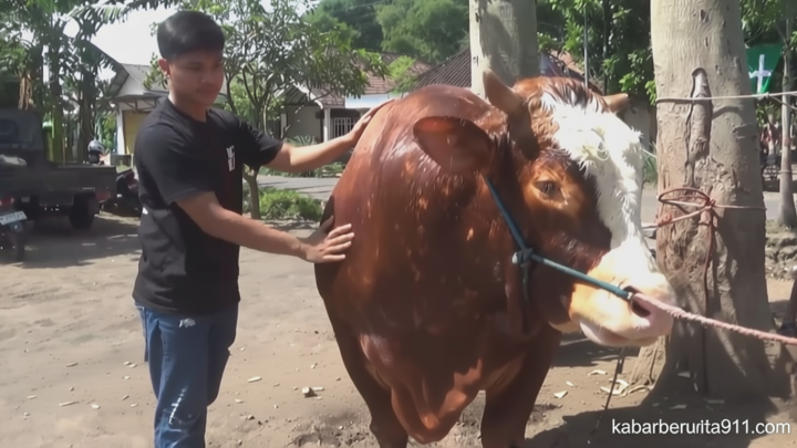 Today’s News: VIDEO: Sapi Kurban Pilihan Presiden Prabowo