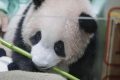 Important Visit: Kelahiran Bayi Panda di Taman Safari Indonesia Bikin China Antusias