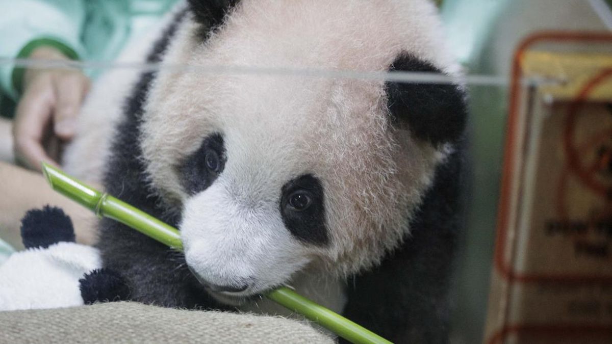 bayi-panda-pertama-di-indonesia-tumbuh-sehat-1778841901157_169