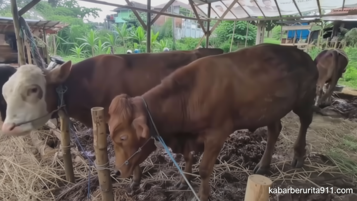 VIDEO: Rawat & Jual Hewan Kurban dengan Bantuan Teknologi
