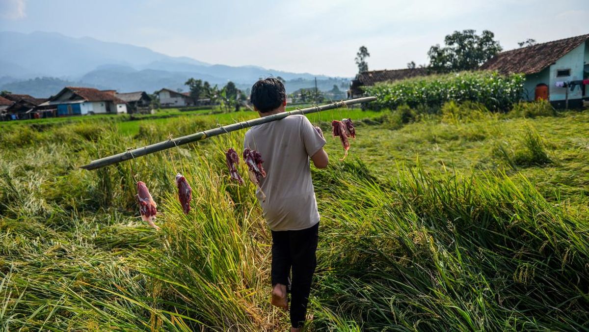 distribusi-daging-kurban-menggunakan-tali-bambu-1779877229194_169