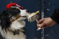 FOTO: Casa del Doggo – Budaya Kafe di Paris Bergeser Demi Para Anjing