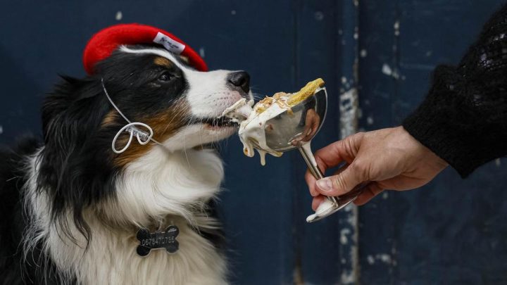 FOTO: Casa del Doggo – Budaya Kafe di Paris Bergeser Demi Para Anjing