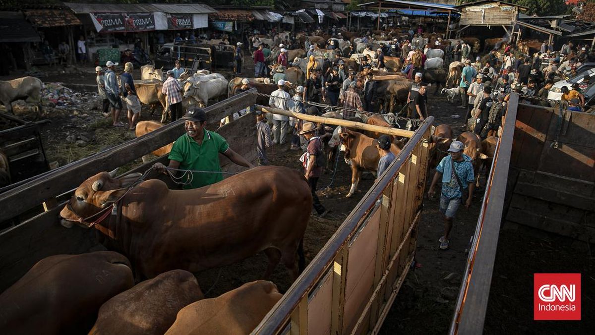 geliat-pasar-hewan-jonggol-jelang-idul-adha-1779338375305_169