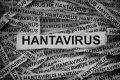 Latest Update: Update Kasus Hantavirus di Jakarta: 3 Positif, 6 Suspek Dimonitor