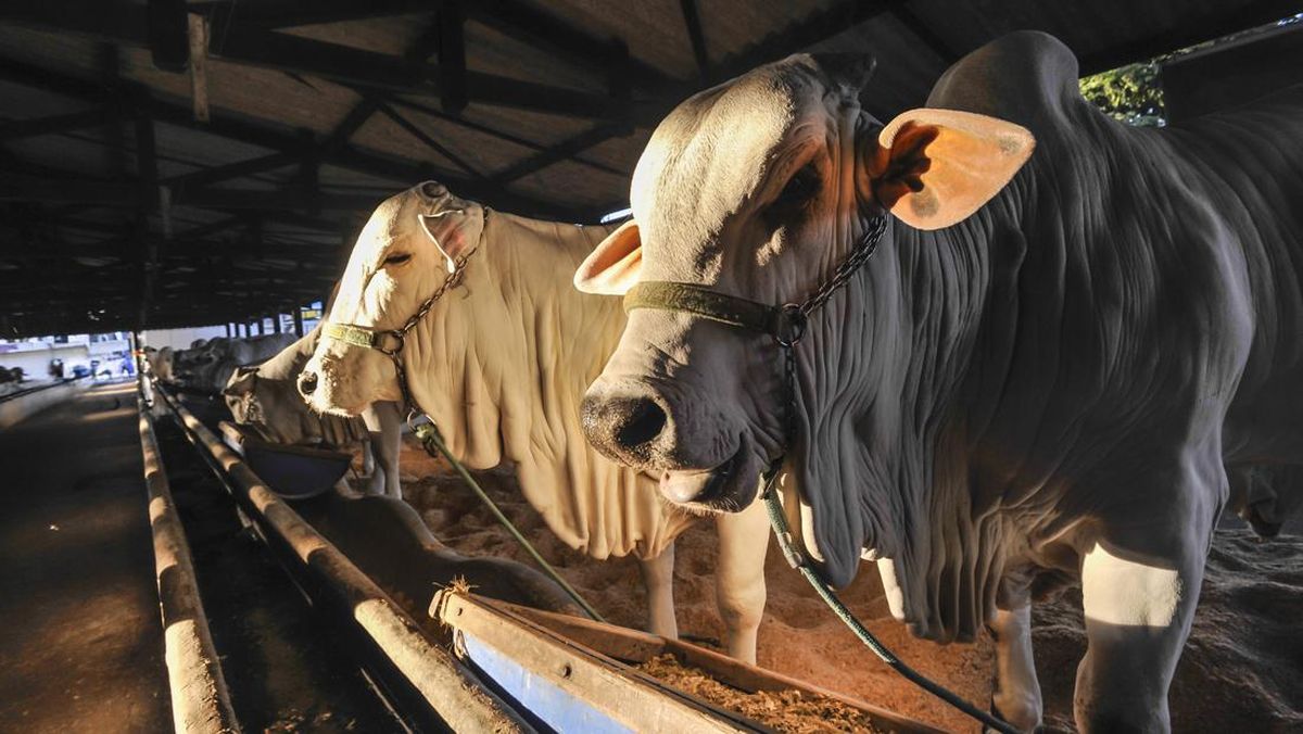 ilustrasi-sapi-1_169