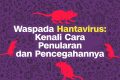 INFOGRAFIS: Waspada Hantavirus Kenali Cara Penularan dan Pencegahannya