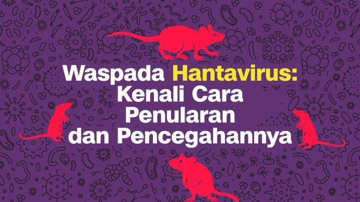 INFOGRAFIS: Waspada Hantavirus Kenali Cara Penularan dan Pencegahannya
