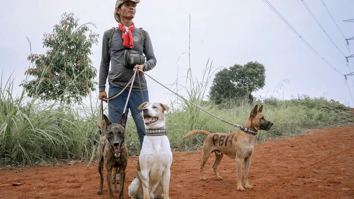 insting-tajam-anjing-pemburu-babi-hutan-1779361637715_169