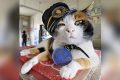 Important Visit: Cerita Lucu Kucing Calico Jadi Manajer Stasiun Kereta di Jepang