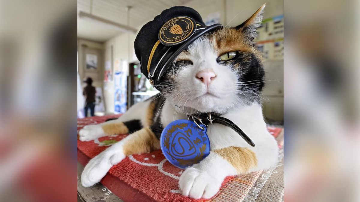 kucing-pegawai-kereta-api-1779711927039_169