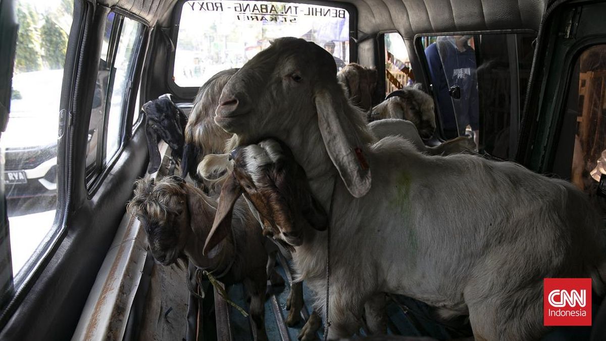 laris-penjualan-kambing-di-tanah-abang-1779775985168_169
