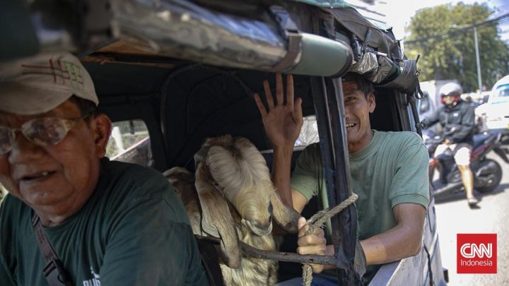 FOTO: Kambing Naik Bajaj, Pemandangan Khas H-1 Iduladha di Tanah Abang