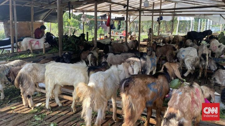 H-1 Iduladha Pedagang Hewan Kurban Menjerit – Penjualan Turun 60 Persen