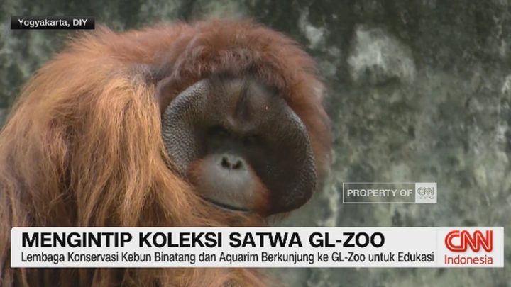 Historic Moment: VIDEO: Mengintip Koleksi Satwa GL-Zoo