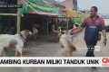 VIDEO: Kambing Bertanduk Mirip Rusa Jadi Perhatian