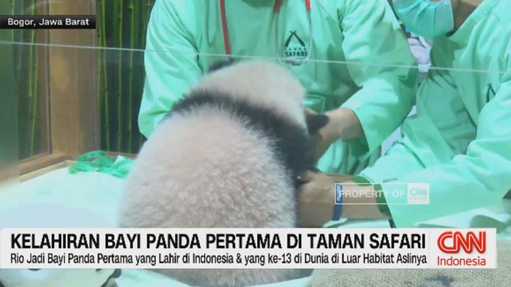 VIDEO: Kelahiran Bayi Panda Pertama di Taman Safari