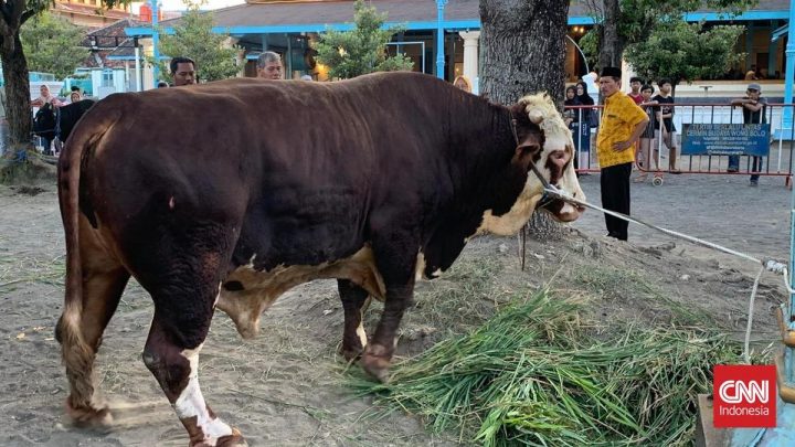 Latest Program: Prabowo Kurban Sapi Si Bambang 1,08 Ton di Masjid Agung Surakarta