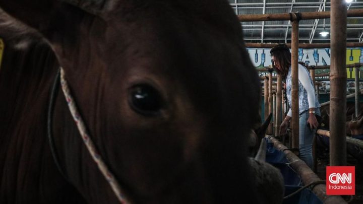 Solution For: Sapi Kurban Masuk Gorong-Gorong di Pulogadung, Damkar Turun Tangan