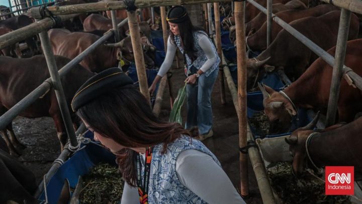 FOTO: ‘Pramugari’ Layani Jual-Beli Sapi Kurban di Mall Qurban