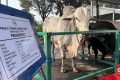 Anggaran Beli 1.098 Sapi Kurban Prabowo dari APBN