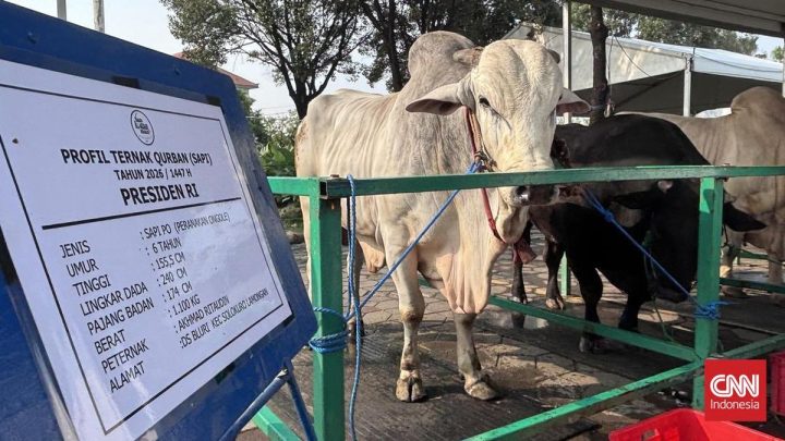Solution For: Sapi Kurban Milik Prabowo Tiba di Surabaya, Beratnya 1,1 Ton