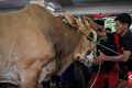 Important Visit: Kenapa Istiqlal Tak Bagi-Bagi Langsung Daging Kurban?