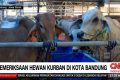 VIDEO: Ribuan Hewan Kurban di Bandung Jalani Pemeriksaan Kesehatan