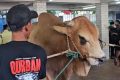 Solution For: Pemotongan Sapi Kurban Prabowo dan Gibran di Masjid Istiqlal Pagi Ini