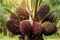 Key Issue: PT RMM Konsisten Serap TBS Sesuai Ketentuan di Tengah Penurunan Harga