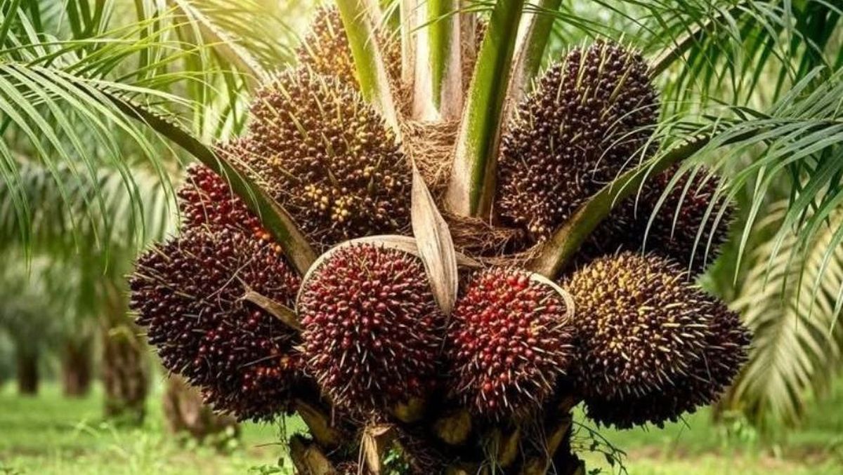 PT RMM Konsisten Serap TBS Sesuai Ketentuan di Tengah Penurunan Harga