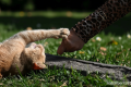 Historic Moment: Perempuan di Jembrana Tewas Suspek Rabies, Sempat Digigit Kucing