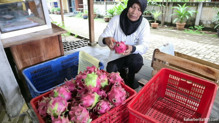 New Policy: Buah Naga dari Banyuwangi Mengalir ke Singapura hingga Hong Kong