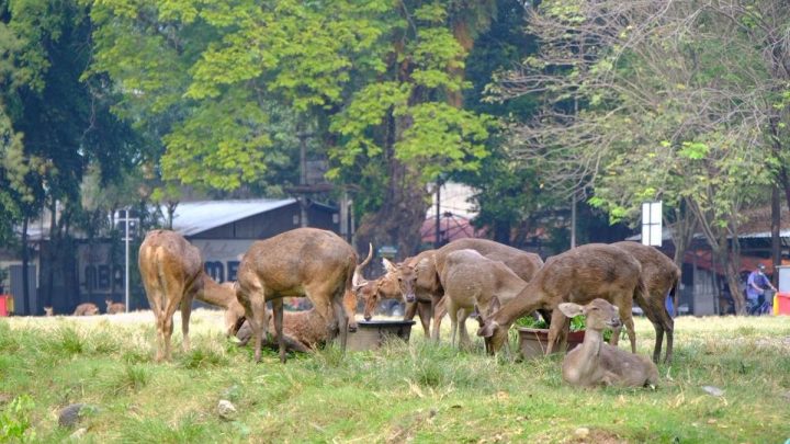 Main Agenda: Viral Rusa di Taman Sriwedari Solo Cari Makan di Tempat Sampah