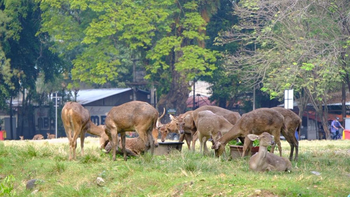 rusa-di-taman-sriwedari-kota-solo-sabtu-662026-1780801666201_169