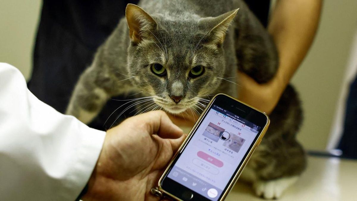 ai-bantu-cek-kesehatan-kucing-di-jepang-1_169
