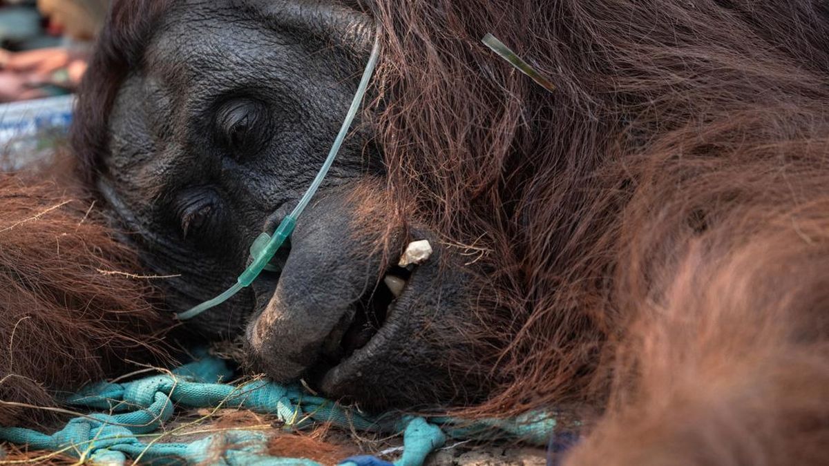 asia-weatherindonesia-orangutan-1788082719624_169
