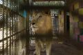 30 Singa dan Harimau Diselamatkan dari Kebun Binatang Terbengkalai