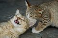 5 Penyebab Kucing Stres yang Kerap Tidak Kamu Sadari