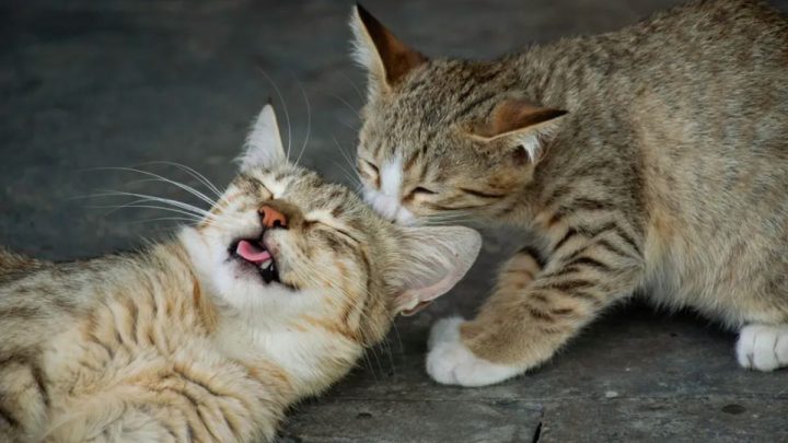 5 Penyebab Kucing Stres yang Kerap Tidak Kamu Sadari