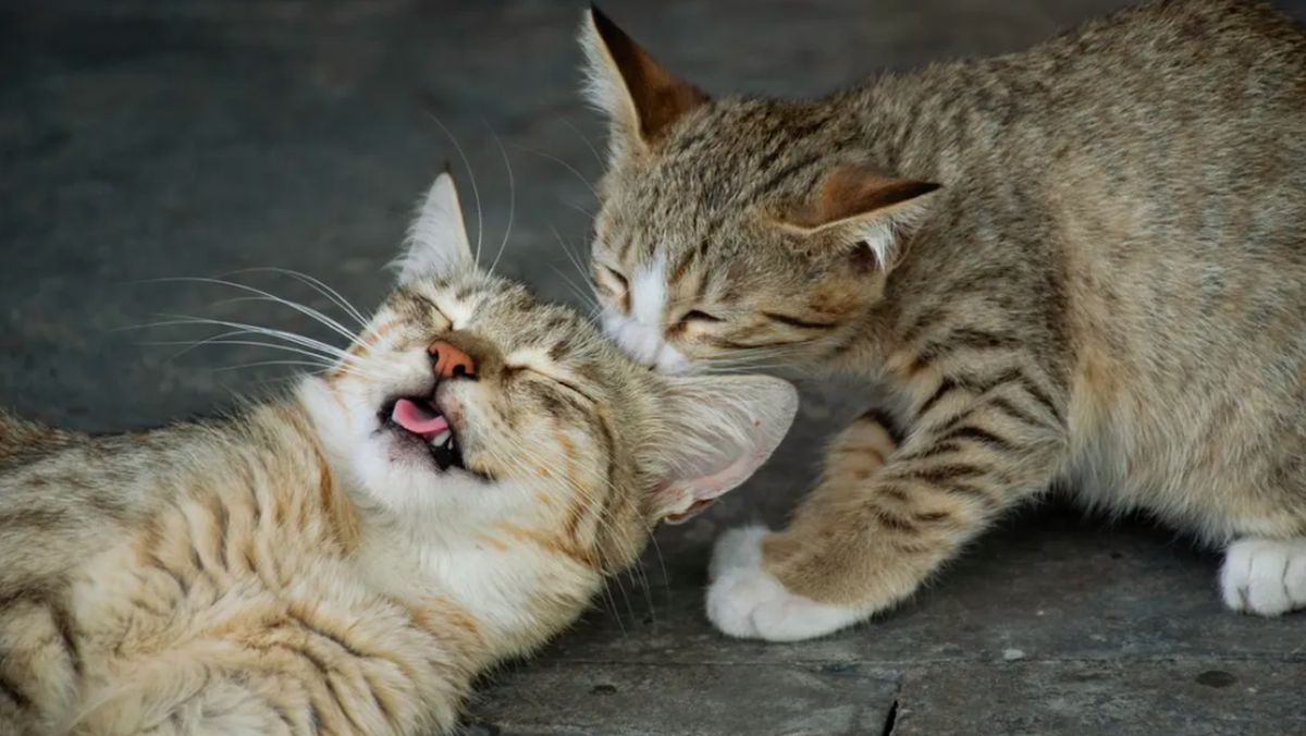 foto-kucing-lucu-1784909317974_169