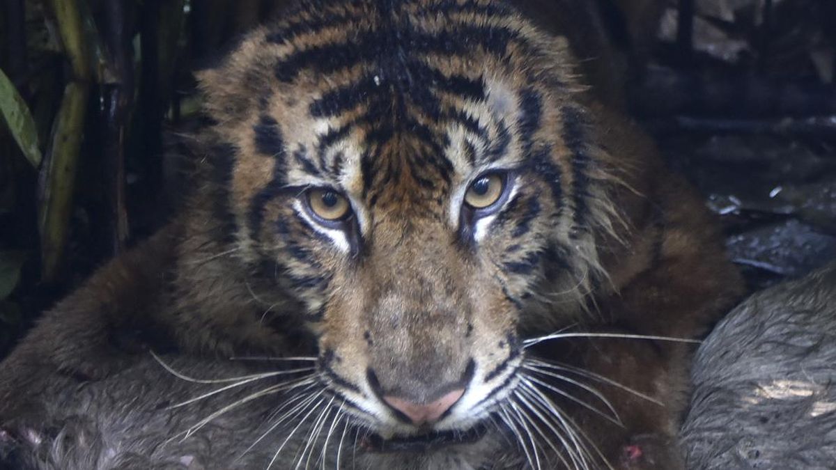 harimau-sumatra-masuk-kandang-jebak-di-agam-1786523261144_169