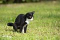 Taruh 5 Tanaman Ini di Halaman, Dijamin Halaman Aman dari Kucing Liar