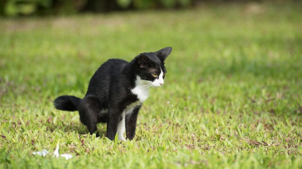 ilustrasi-kucing-lagi-buang-kotoran-di-pekarangan-rumah-1786242329631_169