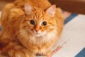 Ini 7 Tanda Kucingmu Pintar, Tak Kalah dari Anjing