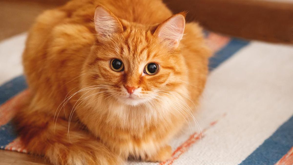 ilustrasi-kucing-oranye_169