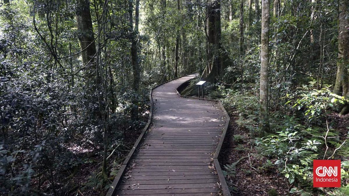 penginapan-oreillys-rainforest-retreat-2_169
